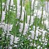 Physostegia v. 'Summer Snow' Pot 9 cm