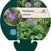 Phyteuma scheuchzeri Pot 9 cm