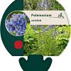 Polemonium caeruleum Pot 9 cm