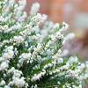 Erica darl. 'White Perfection' Pot 1,5 liter