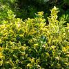 Euonymus japonicus Pot 150 liter 125 - 150 cm Meerstammig