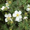 Potentilla f. 'Abbotswood' Pot 2 Liter