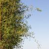 Phyllostachys aurea Pot 50 Liter 175 - 200 cm