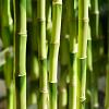 Phyllostachys bissetii Pot 110 liter 200 - 250 cm