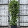 Phyllostachys bissetii Pot 110 liter 200 - 250 cm
