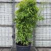 Phyllostachys nigra Pot 180 liter 200 - 250 cm