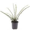 Cotoneaster horizontalis Pot 1,5 liter