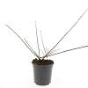 Cotoneaster horizontalis Pot 1,5 liter
