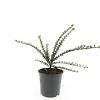 Cotoneaster horizontalis Pot 1,5 liter