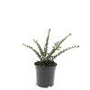 Cotoneaster horizontalis Pot 1,5 liter