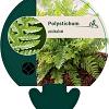 Polystichum aculeatum Pot 9 cm