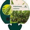 Polystichum polyblepharum Pot 9 cm