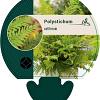 Polystichum setiferum Pot 9 cm