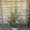 Osmanthus burkwoodii Pot 7,5 Liter 80 - 100 cm