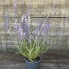 Perovskia 'Blue Spire' Pot 2,5 Liter