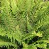 Polystichum set. 'Herrenhausen' Pot 9 cm