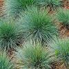 Festuca gautieri Pot 2 Liter