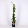 Hedera hel. 'Goldchild' Pot 2 Liter80 - 100 cm