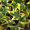 Hedera hel. 'Goldchild' Pot 2 Liter80 - 100 cm