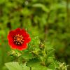 Potentilla atrosanguinea Pot 9 cm