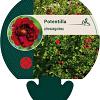 Potentilla atrosanguinea Pot 9 cm