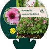Potentilla nep. 'Miss Willmott' Pot 9 cm