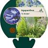 Agapanthus 'Dr Brouwer' Pot 9 cm