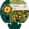 Potentilla tonguei Pot 9 cm