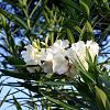 Nerium Oleander Wit  Pot 40 Liter 150 - 175 cm