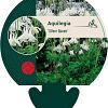 Aquilegia 'Silver Queen' Pot 9 cm