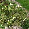 Potentilla tridentata 'Nuuk' Pot 9 cm