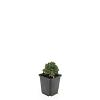 Potentilla tridentata 'Nuuk' Pot 9 cm