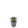 Potentilla tridentata 'Nuuk' Pot 9 cm