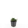 Potentilla tridentata 'Nuuk' Pot 9 cm