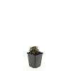 Potentilla tridentata 'Nuuk' Pot 9 cm
