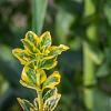 Euonymus jap. 'Aureomarginatus' Pot 2 Liter