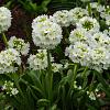 Primula dent. 'Alba' Pot 9 cm