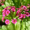 Primula japonica 'Miller's Crimson' Pot 9 cm