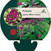 Primula japonica 'Miller's Crimson' Pot 9 cm