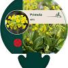 Primula veris Pot 9 cm