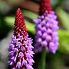 Primula vialii Pot 9 cm