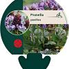 Prunella grandiflora Pot 9 cm