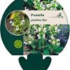 Prunella grand. 'Alba' Pot 9 cm