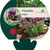 Pulsatilla vulgaris Pot 9 cm