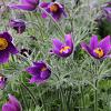 Pulsatilla vulgaris Pot 9 cm