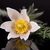 Pulsatilla v. 'Alba' Pot 9 cm