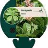 Rodgersia henrici Pot 9 cm