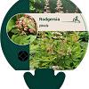 Rodgersia pinnata Pot 9 cm