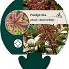 Rodgersia pinnata 'Chocolate Wings' Pot 9 cm