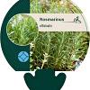Rosmarinus officinalis Pot 9 cm